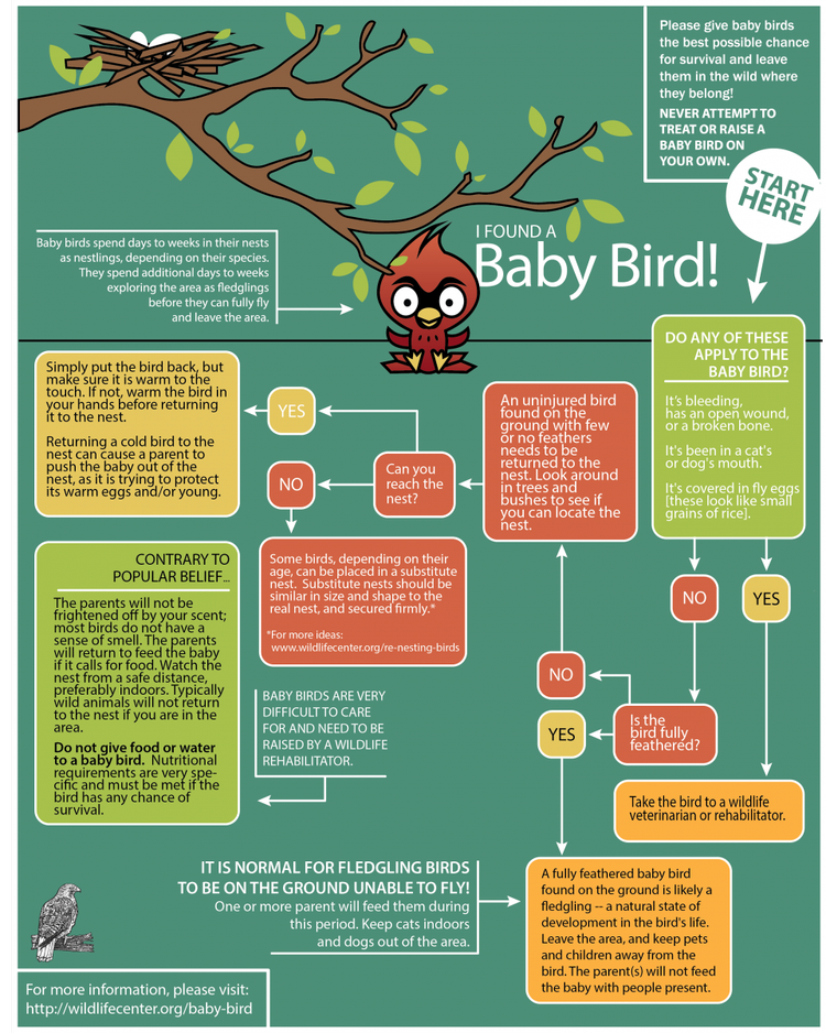 baby+bird+infographic